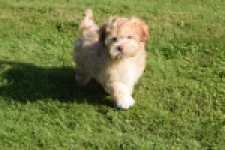 Bichon Havanais (reu) 51685