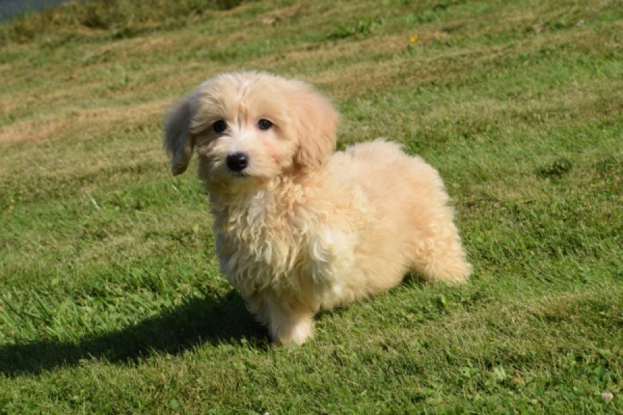 Maltipoo (reu) 29191