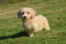 Maltipoo (reu) 29191