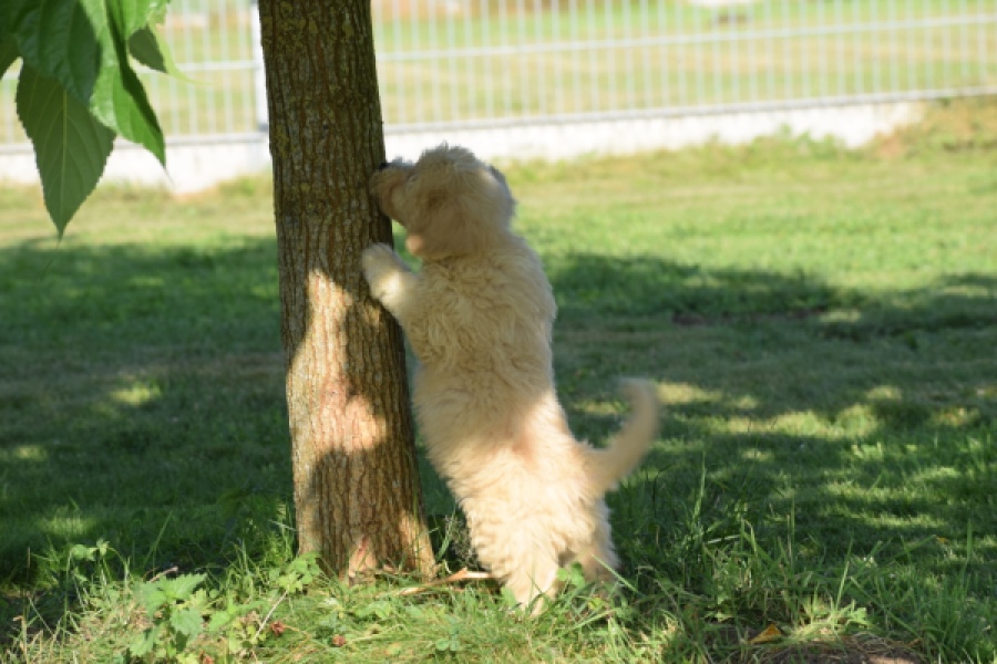 Maltipoo (reu) 29191