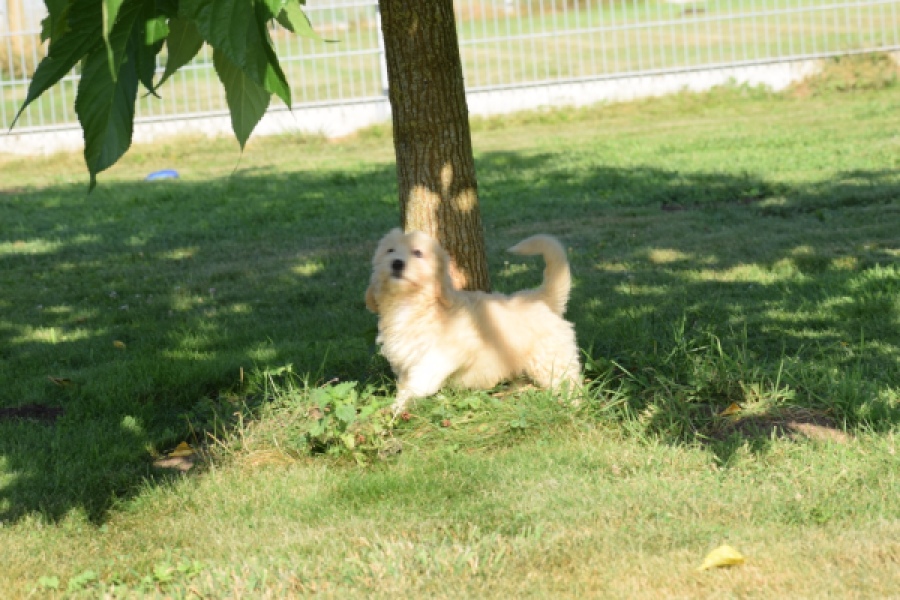 Maltipoo (reu) 29191