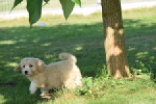 Maltipoo (reu) 29191