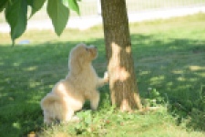 Maltipoo (reu) 29191
