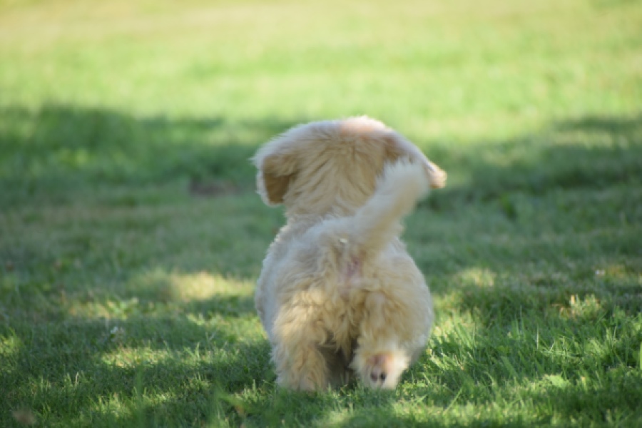 Maltipoo (reu) 29191