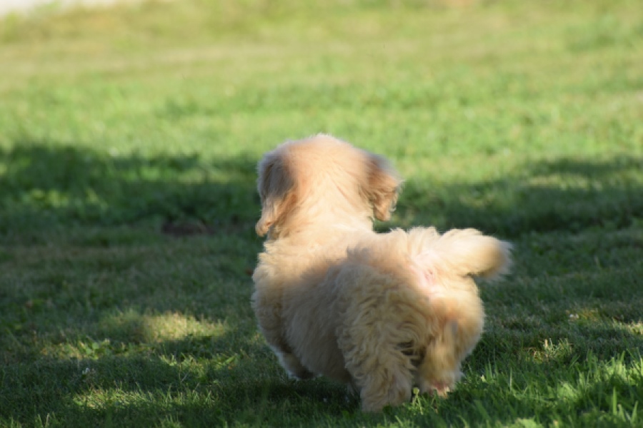Maltipoo (reu) 29191