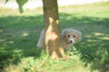 Maltipoo (reu) 29191