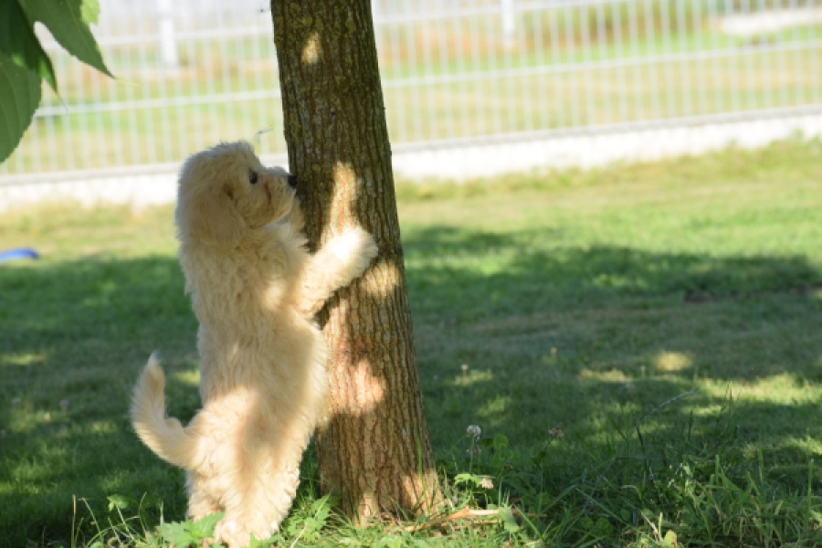Maltipoo (reu) 29191