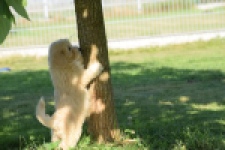 Maltipoo (reu) 29191
