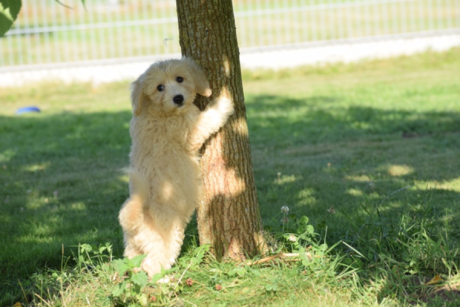 Maltipoo (reu) 29191