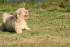Maltipoo (reu) 29193