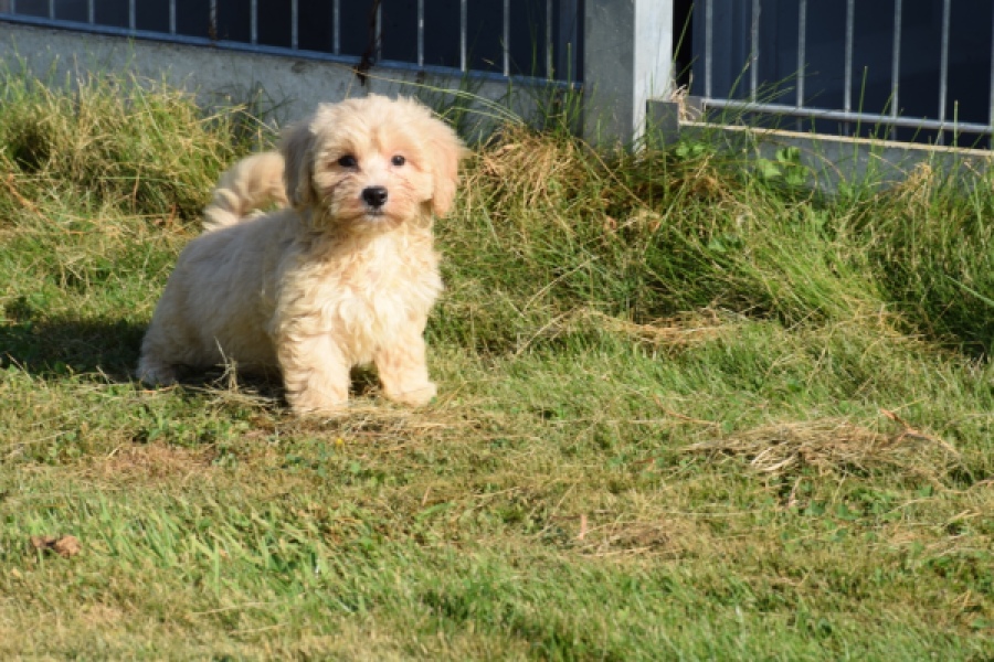 Maltipoo (reu) 29193
