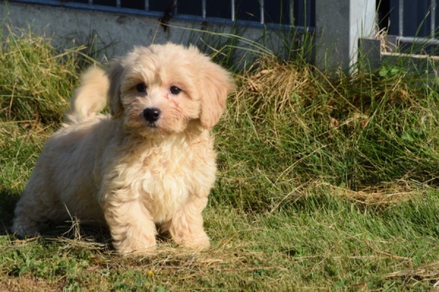 Maltipoo (reu) 29193