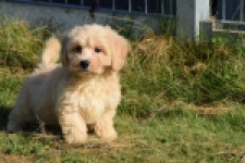Maltipoo (reu) 29193