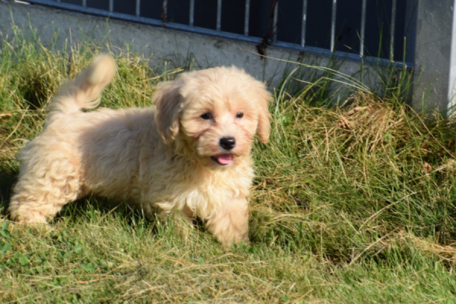 Maltipoo (reu) 29193