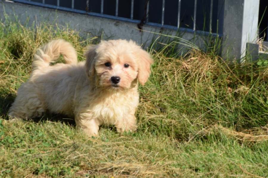 Maltipoo (reu) 29193