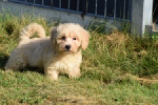 Maltipoo (reu) 29193