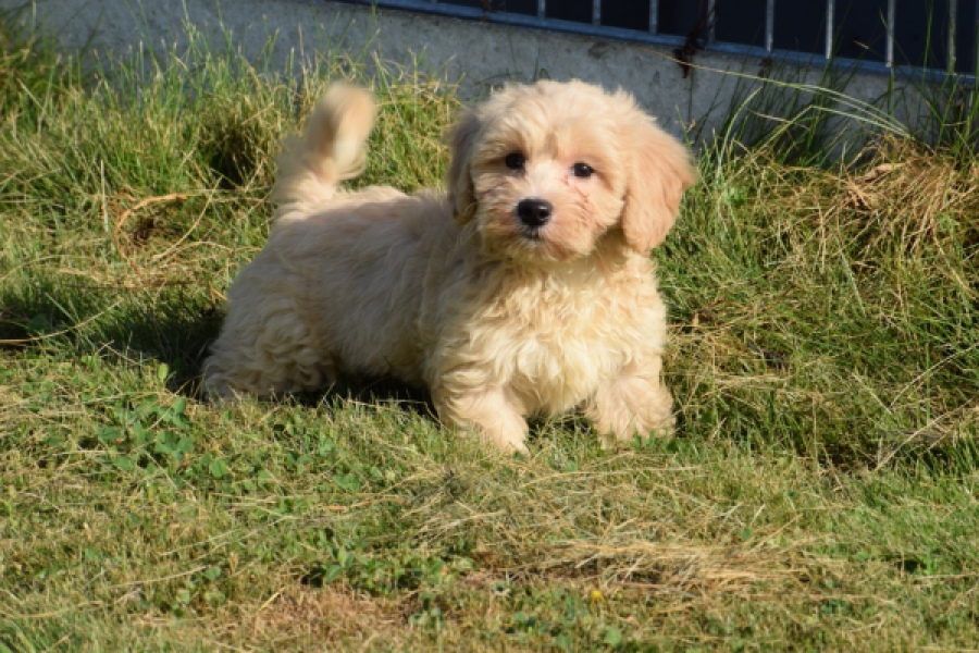 Maltipoo (reu) 29193