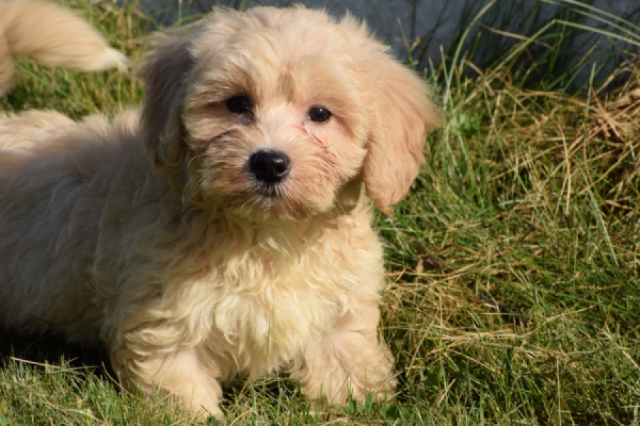 Maltipoo (reu) 29193