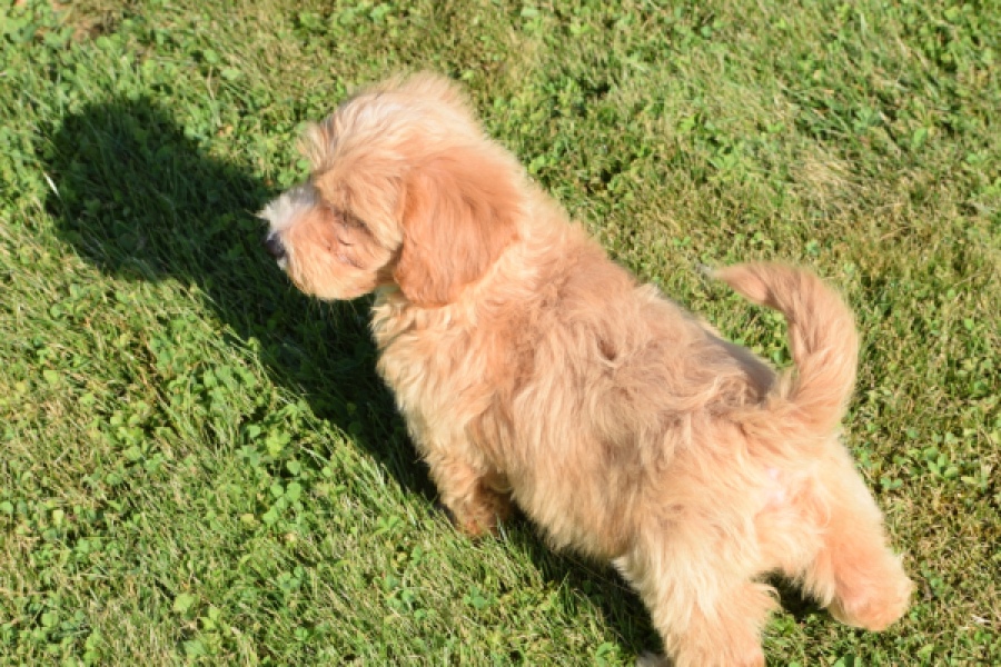 Maltipoo (reu) 29194