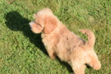 Maltipoo (reu) 29194