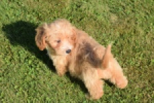 Maltipoo (reu) 29194