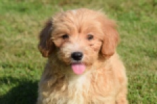 Maltipoo (reu) 29194