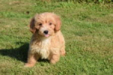 Maltipoo (reu) 29194