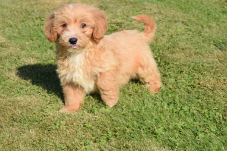 Maltipoo (reu) 29194