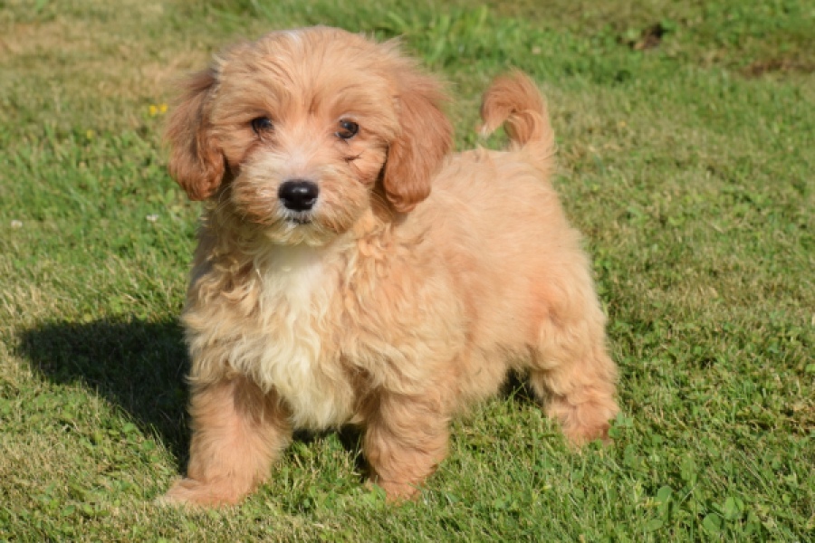Maltipoo (reu) 29194