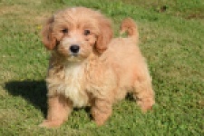 Maltipoo (reu) 29194