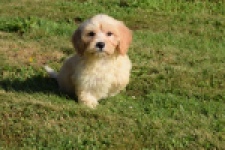 Maltipoo (reu) 29192