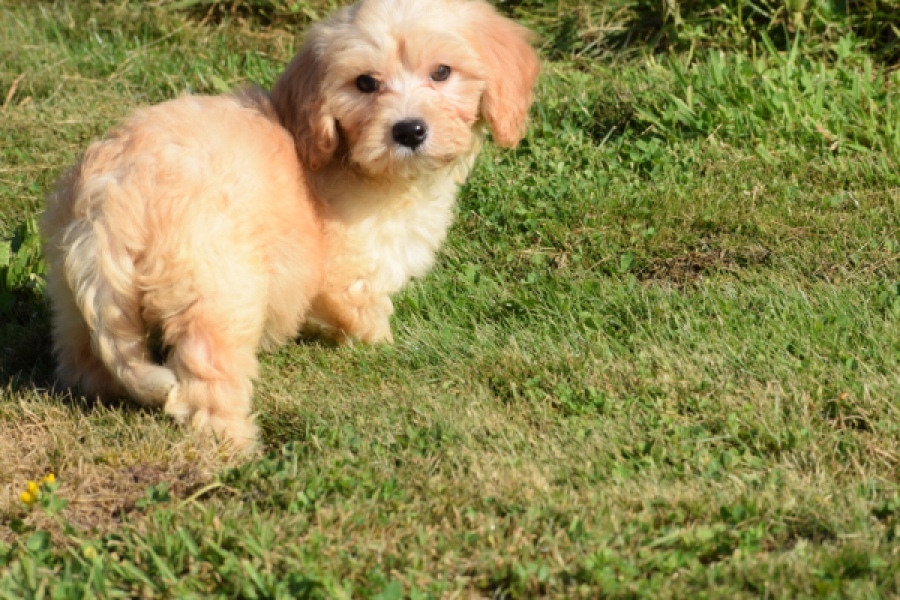 Maltipoo (reu) 29192