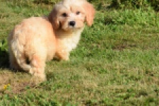 Maltipoo (reu) 29192