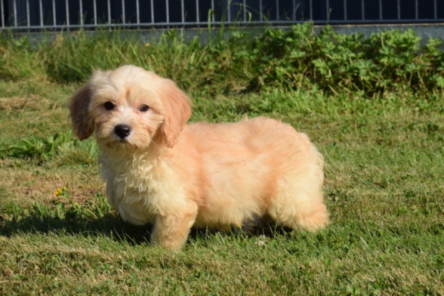 Maltipoo (reu) 29192