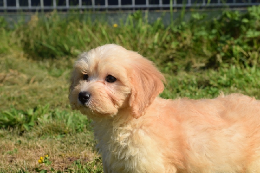 Maltipoo (reu) 29192