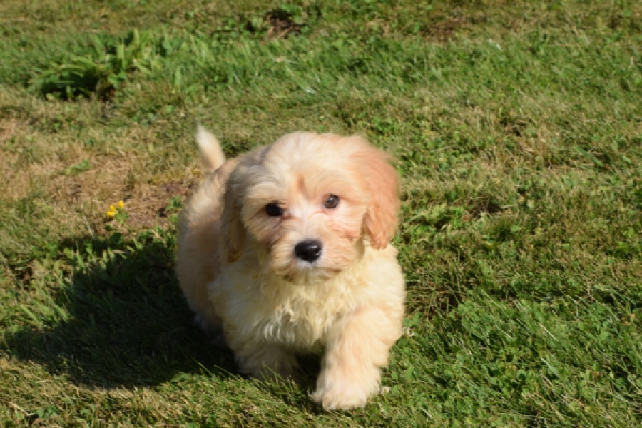 Maltipoo (reu) 29192