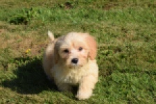 Maltipoo (reu) 29192