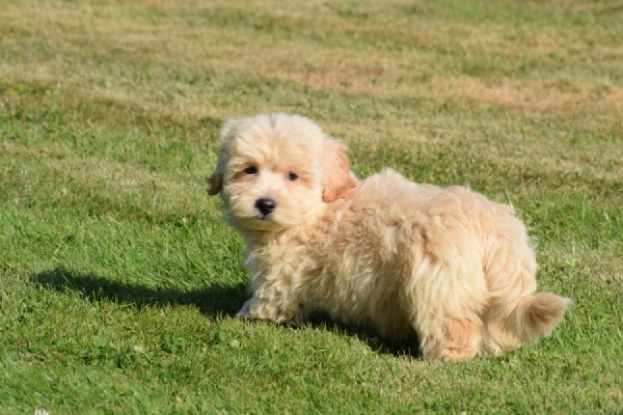 Maltipoo (reu) 29198