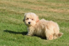 Maltipoo (reu) 29198