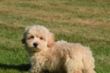 Maltipoo (reu) 29198
