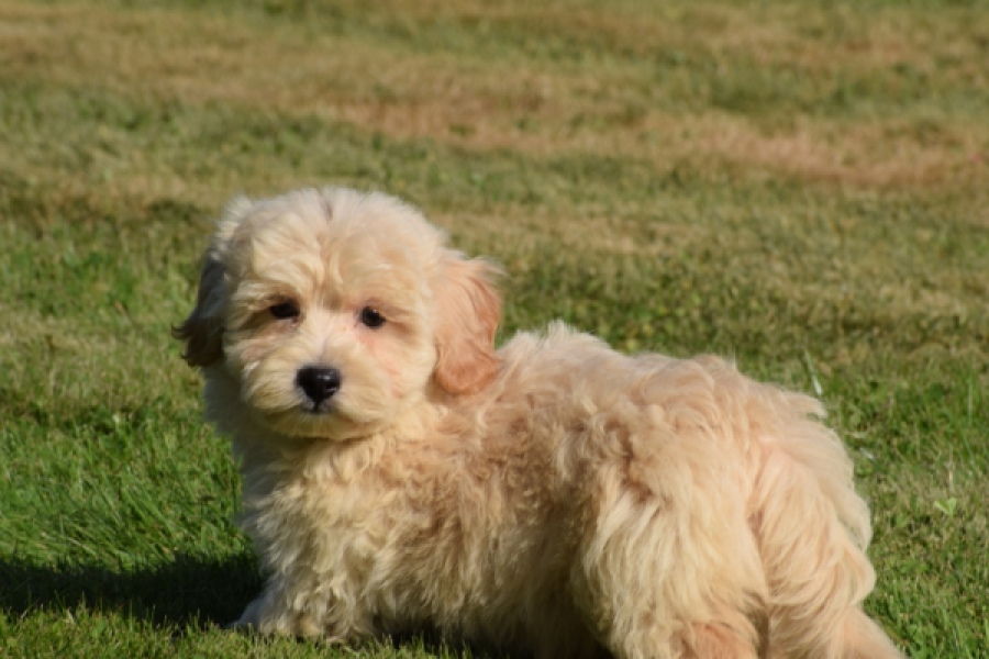 Maltipoo (reu) 29198