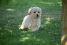 Maltipoo (reu) 29198