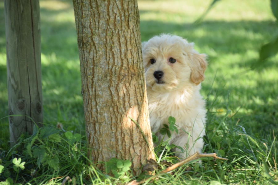 Maltipoo (reu) 29198