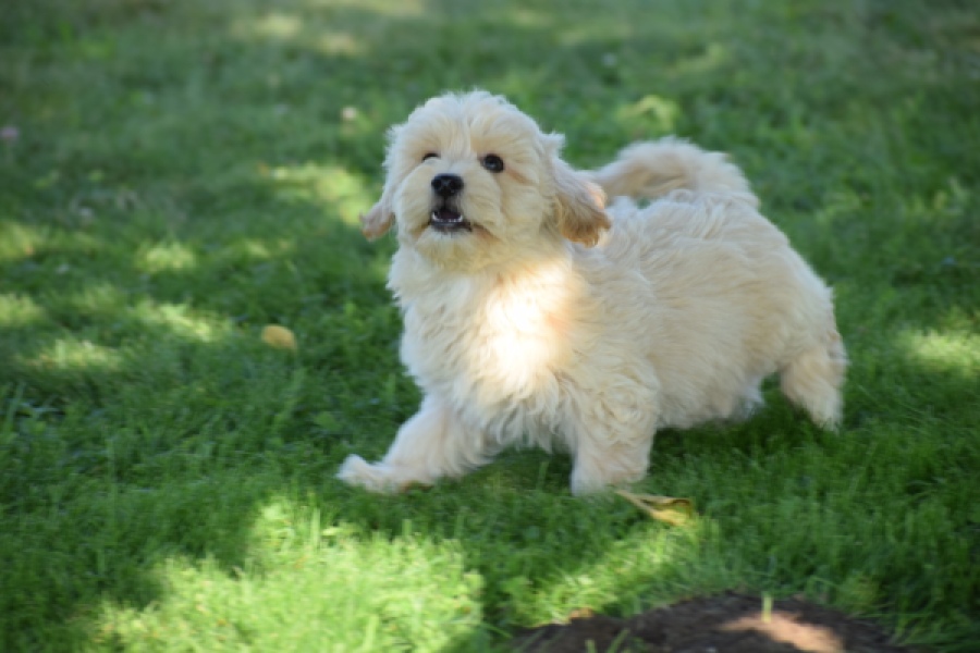Maltipoo (reu) 29198
