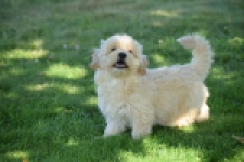 Maltipoo (reu) 29198
