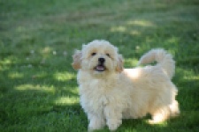 Maltipoo (reu) 29198