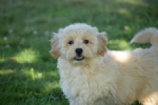 Maltipoo (reu) 29198