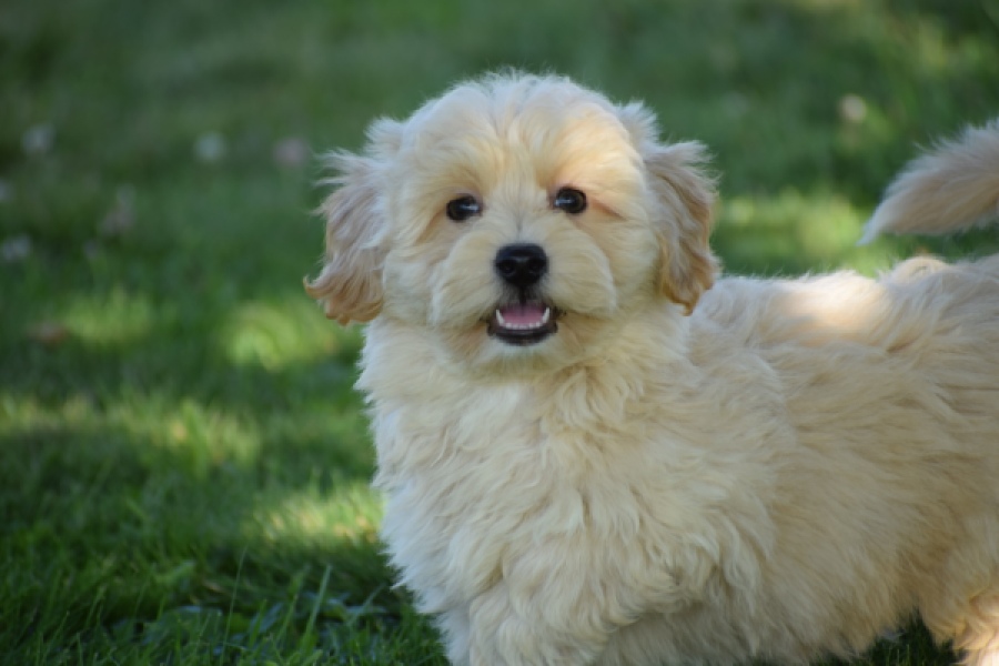 Maltipoo (reu) 29198