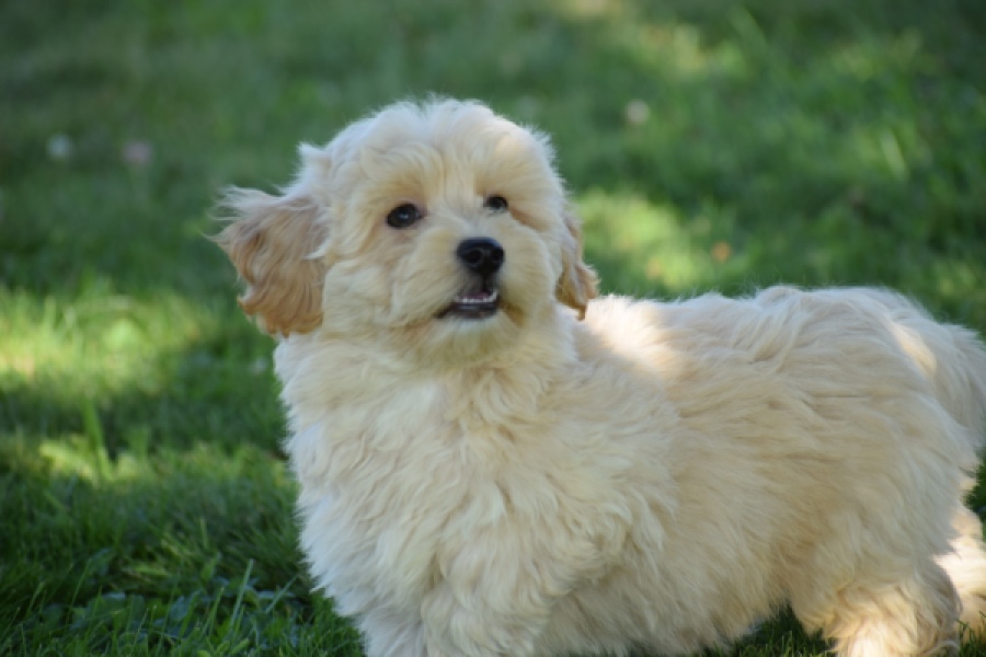 Maltipoo (reu) 29198