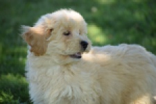 Maltipoo (reu) 29198
